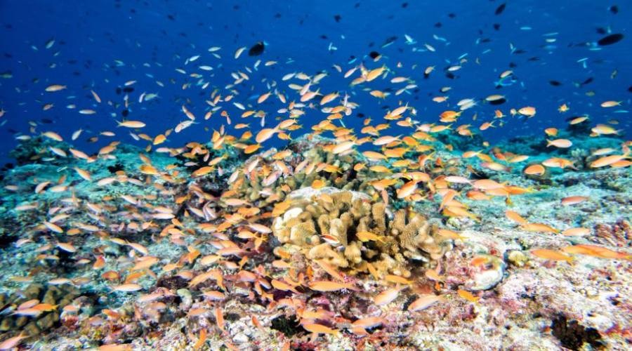 Mondo sottomarino alle Maldive