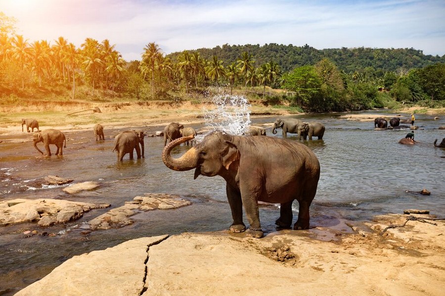 Pinnawala Elephant Orphanage