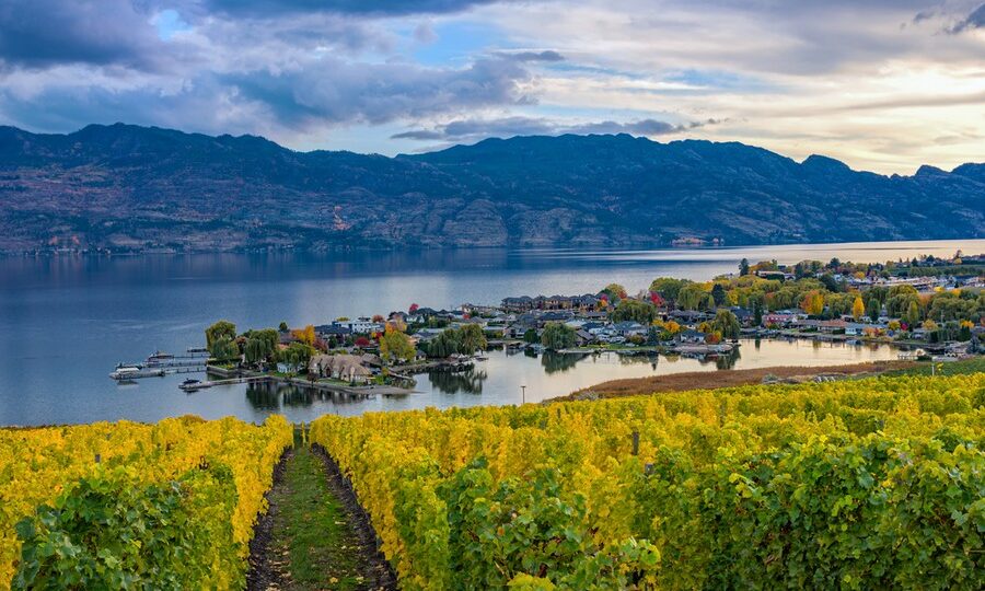 Vigneto sul lago Okanagan - British Columbia, Canada